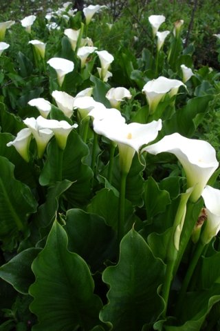 Zantedeschia aethiopica leaf tips